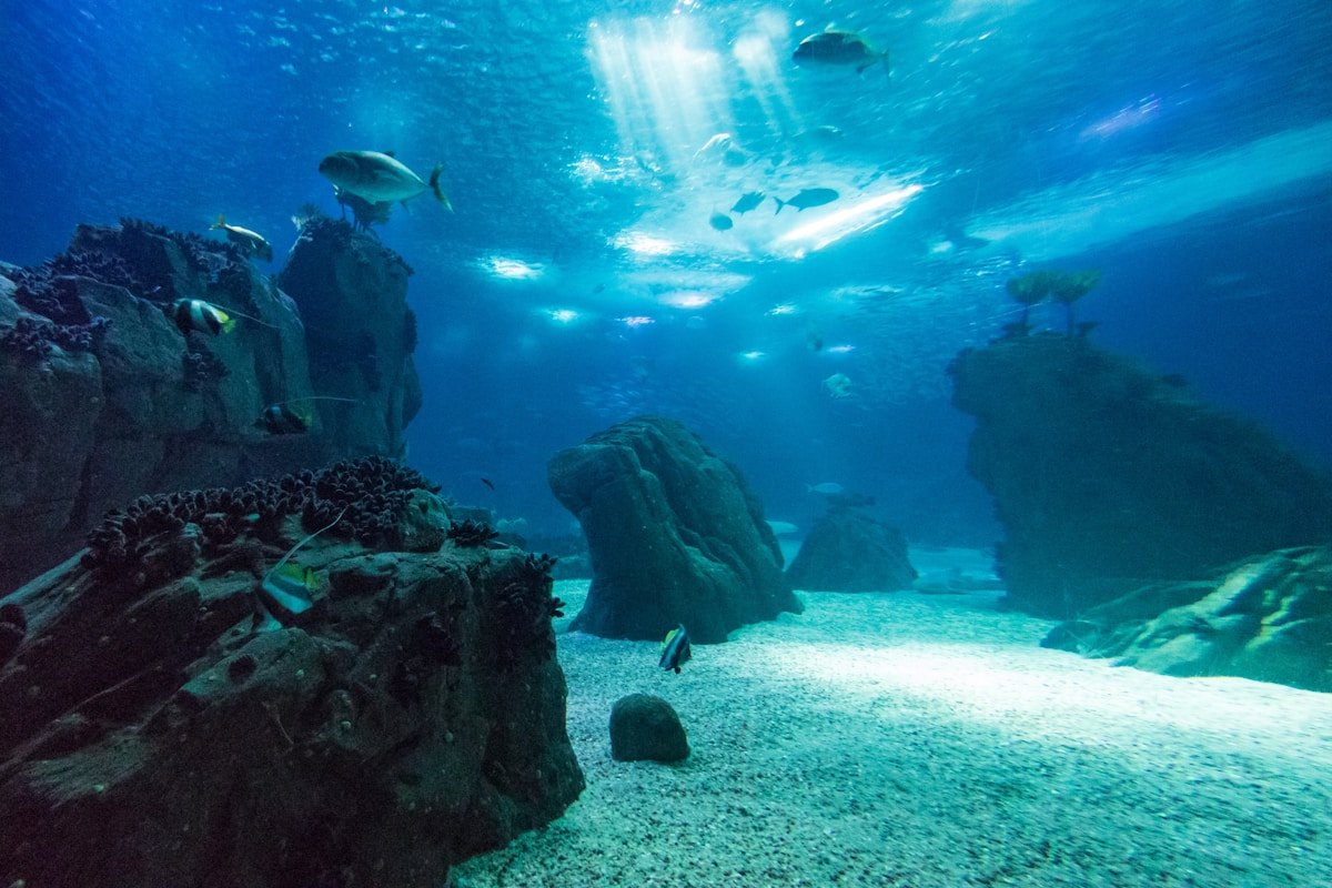 Representative activity image for Sea World