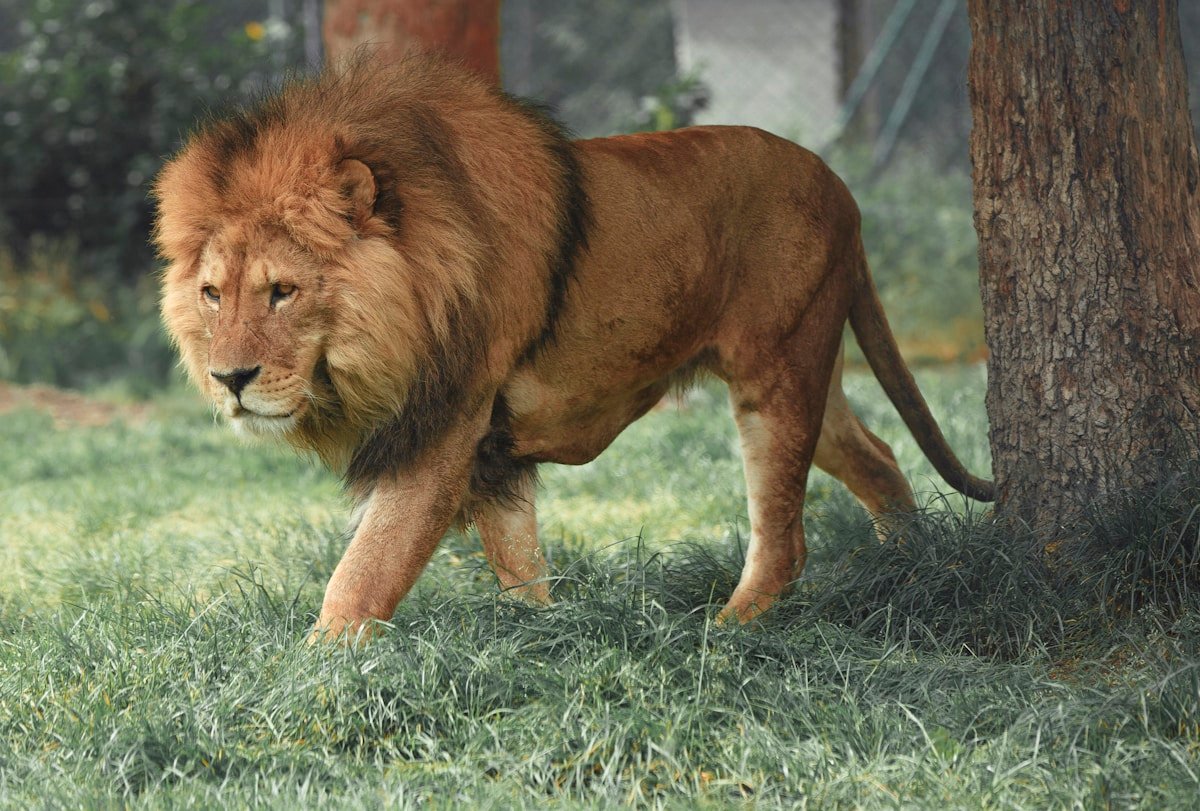 Representative activity image for Dubai Safari Park with Train